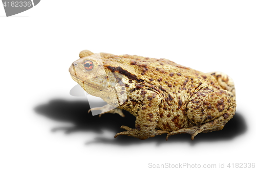 Image of common toad on white background with shadow