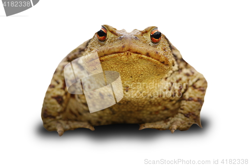 Image of bufo frog over white