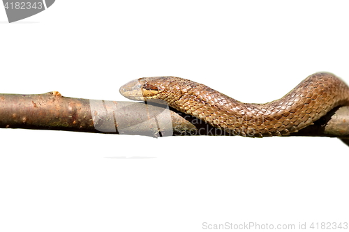 Image of isolated closeup of smooth snake climbing on branch