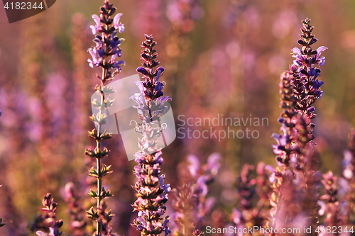 Image of colorful wild flowers on summer meadow