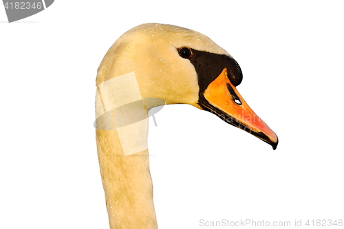 Image of isolated portrait of mute swan