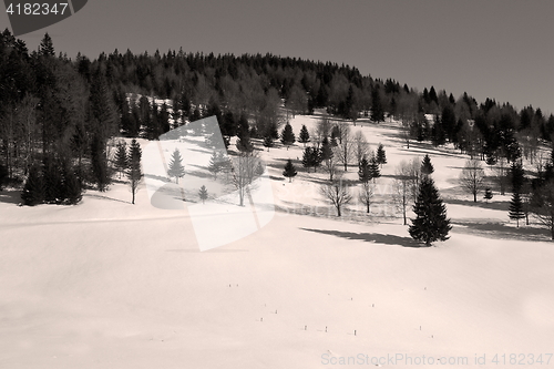 Image of black and white image of forest edge