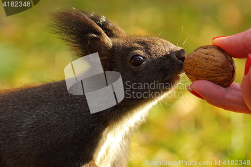 Image of cute wild squirrel picking nut