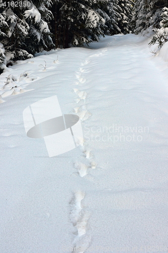Image of wild wolf tracks in big snow