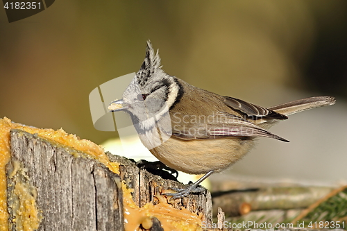 Image of cute crested tit eating lard