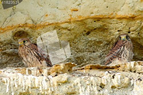 Image of juveniles common kestrels