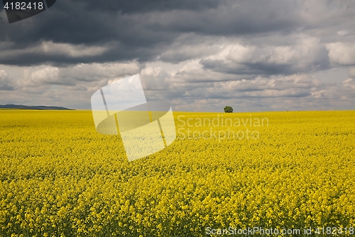 Image of Rapeseed field landscape