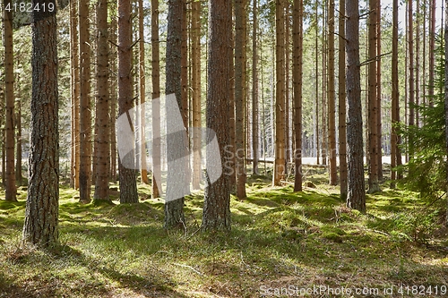 Image of Forest of Pines
