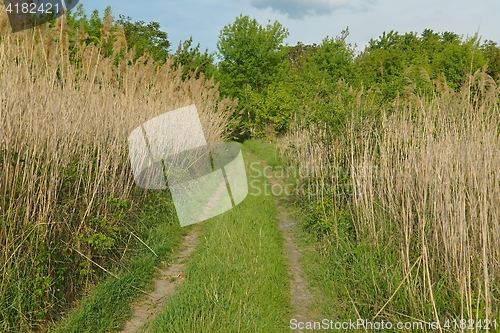 Image of Green towards the woods