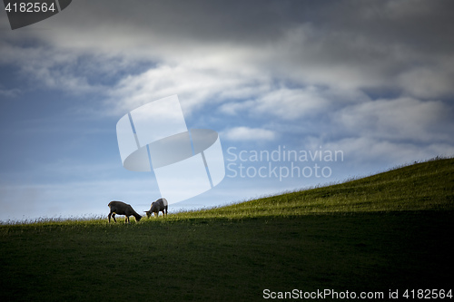 Image of two sheep on a green meadow