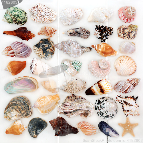 Image of Large Seashell Collection
