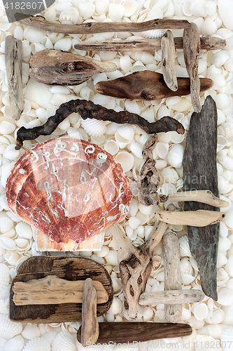 Image of Driftwood Scallop and Seashell Background 