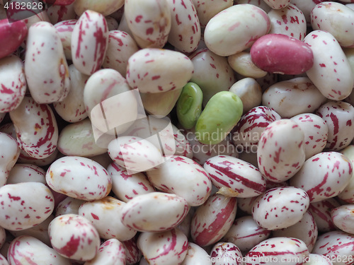 Image of Crimson beans legumes vegetables