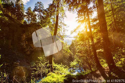 Image of Green forest with sunrays