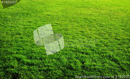 Image of Green grass background