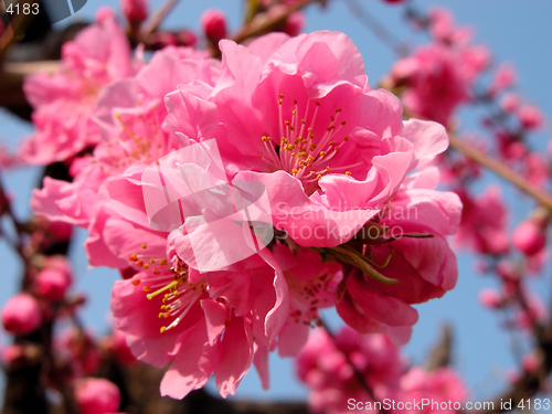 Image of Pink explosion