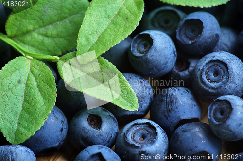 Image of Bilberry Close Up