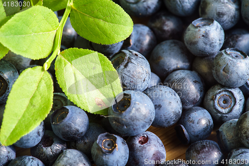 Image of Bilberry Close Up