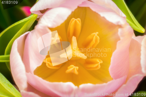 Image of Pistils in a flower of tulip, macro