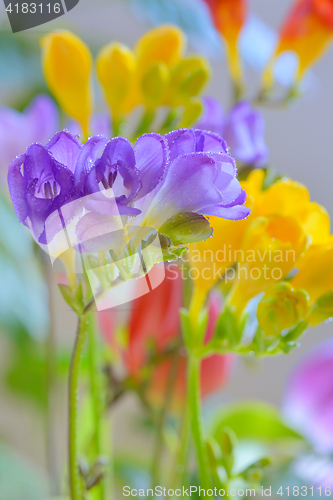 Image of Bouquet of freesias flowers 