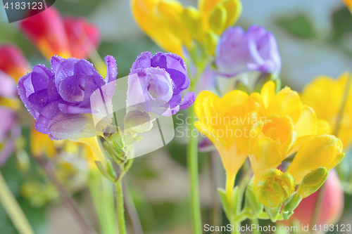 Image of Bouquet of freesias flowers 