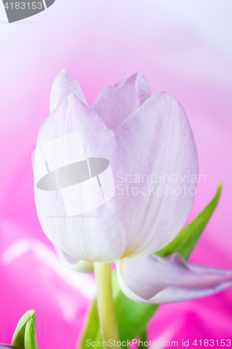 Image of One delicate tulip, close-up