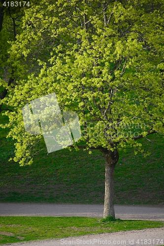 Image of Green tree in a park