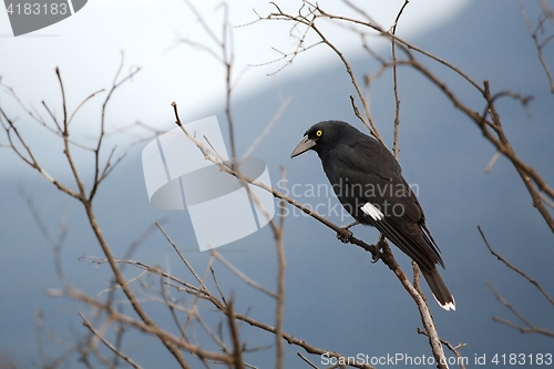 Image of Bird on tree