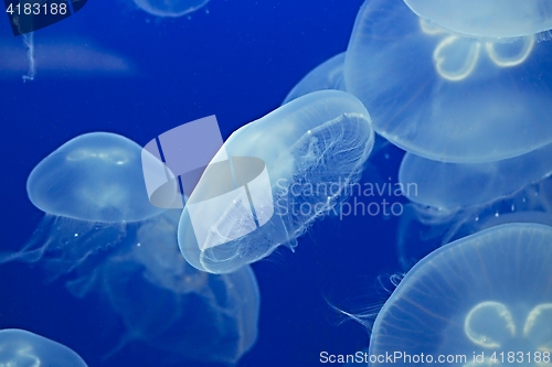 Image of Jellyfish Drifting Background