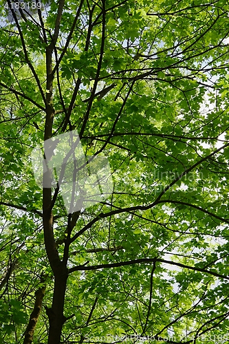 Image of Spring Green Leaves