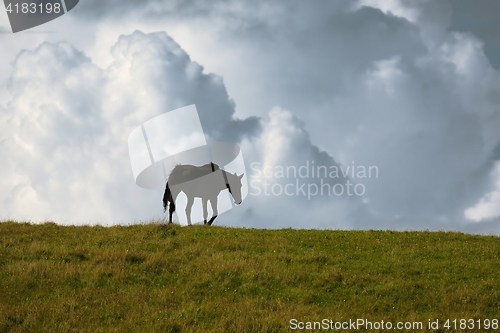 Image of Black horse on the horizon