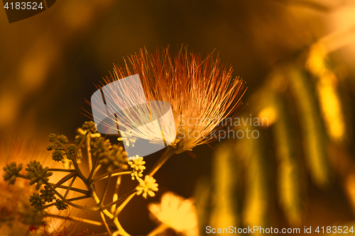 Image of Flowers of acacia