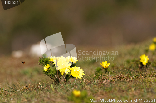 Image of Yellow flower