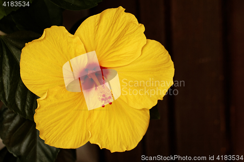 Image of Yellow flower