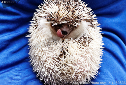 Image of Cute hedgehog