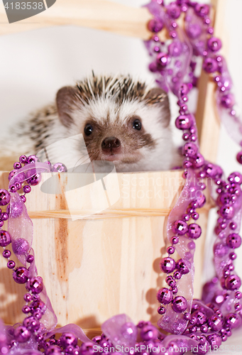 Image of A cute little hedgehog - ( African white- bellied hedgehog )