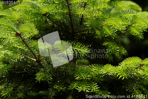 Image of Fir tree