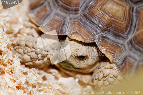 Image of African Spurred Tortoise