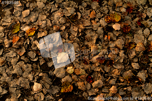 Image of Autumn leaves