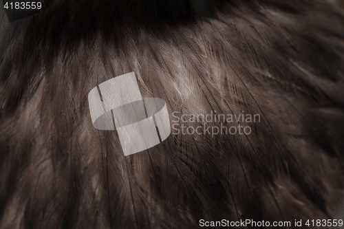 Image of Feather