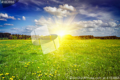 Image of Green meadow with grass in summer