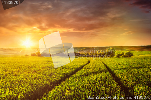 Image of Sunset in field