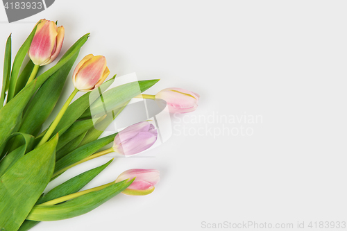 Image of Tulips on darken concrete background