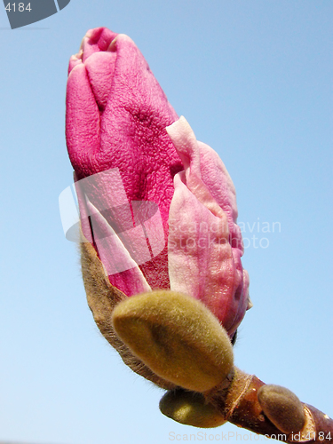 Image of Pink magnolia bud