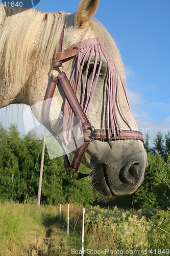 Image of Horse's face