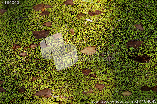 Image of Duckweed