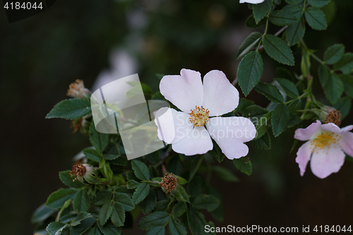 Image of Rosehip flower