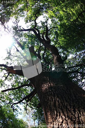 Image of old oak tree