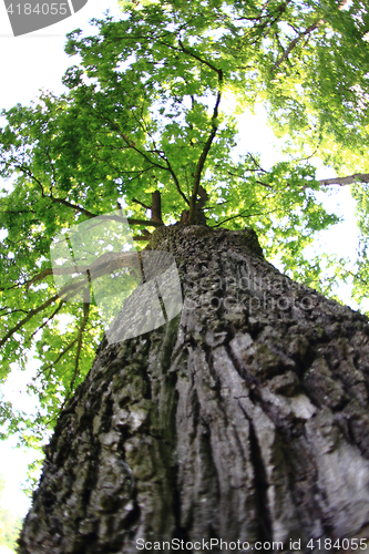 Image of old oak tree