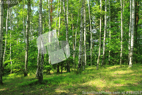 Image of green birch forest